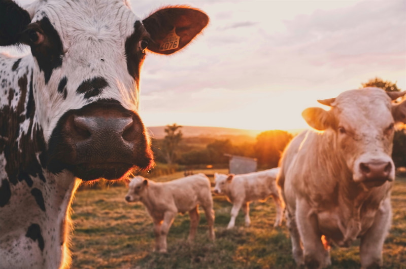 Cows grazing in a green field